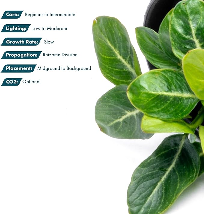 Anubias Live Aquarium Plants - Potted Freshwater Plant for Fish Tanks, Terrariums - Beginner Friendly Low Light (Giant Stardust, 1 Pot)