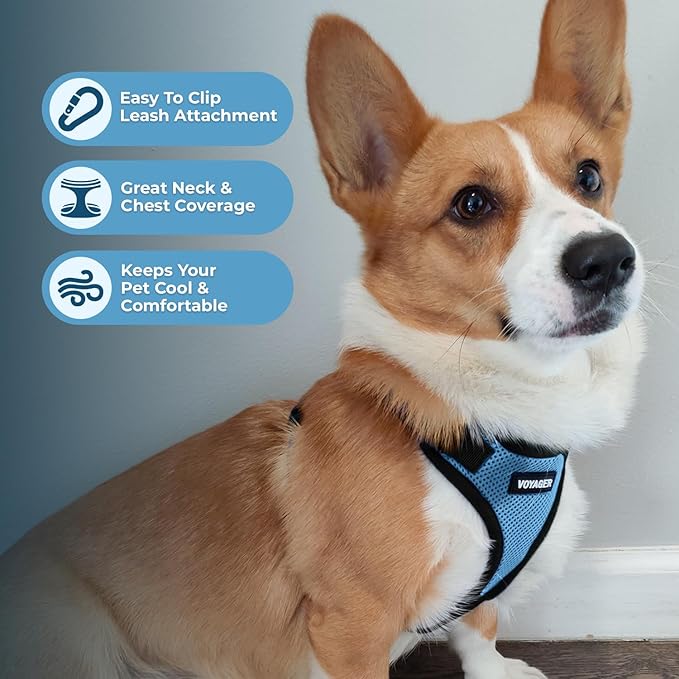 Voyager Step-in Pet Harness - All Weather Mesh, Adjustable Step in Harness for Cats and Dogs by Best Pet Supplies - Baby Blue/Black Trim, S
