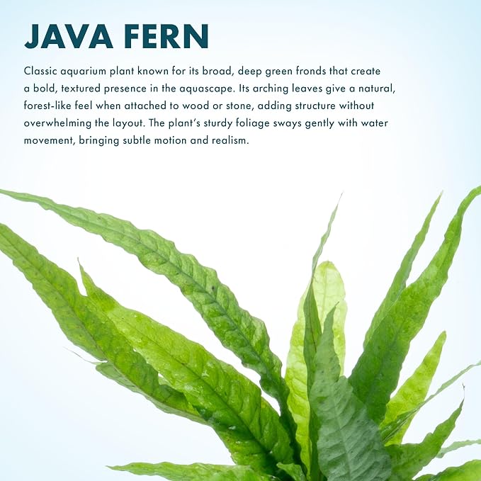 Java Fern Live Aquarium Plants - Potted Freshwater Plant for Fish Tanks - Beginner Friendly, Low Light (Java Fern, 5 Pots)