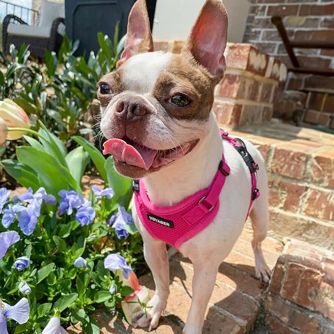 Voyager Step-in Pet Harness - All Weather Mesh, Adjustable Step in Harness for Cats and Dogs by Best Pet Supplies - Fuchsia, XL