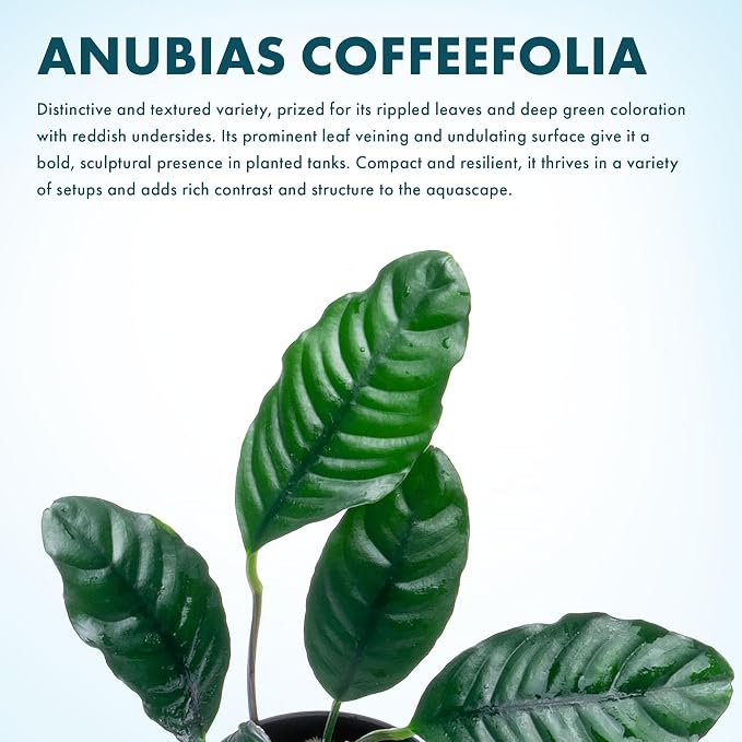 Anubias Live Aquarium Plants - Potted Freshwater Plant for Fish Tanks, Terrariums - Beginner Friendly Low Light (Barteri Coffeefolia, 1 Pot)