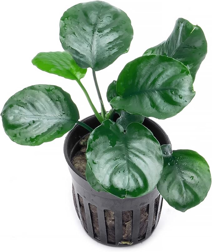 Anubias Live Aquarium Plants - Potted Freshwater Plant for Fish Tanks, Terrariums - Beginner Friendly Low Light (Barteri Round Leaf, 5 Pots)