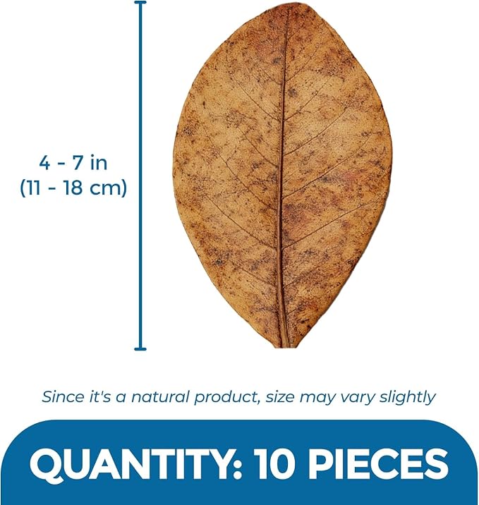 SunGrow 10 Indian Almond (Catappa) Leaves for Betta Fish - Aquarium Water Conditioner, Adds Tannins, Lowers pH, Enhances Color, Stress Relief, Water Softening Treatment, 4-7 Inches