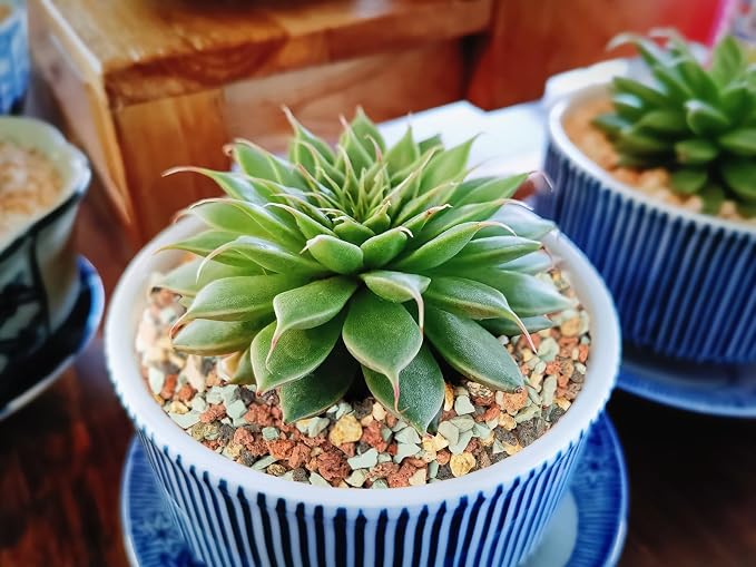 Boniosz 5lb Bonsai Succulent and Cactus Soil 1/8-1/4 inch Gritty Mix Rocks Gravel for Terrarium Top Dressing Decorative Pebbles Potting Soil Amendment for Pots Indoor Plants, Fast Drainage, Balance PH