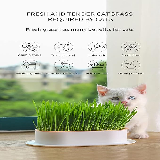 Cat Grass Planter, cat Grass kit, cat Grass Growing kit, Easy to Plant, Nursery Plants, Suitable for Indoor (E)