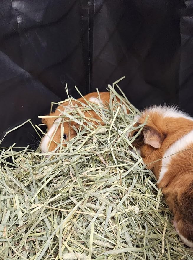 Hayzee Original Guinea Pig Hay Holder Feeder Litter Box Less Mess Encourages Natural Burrowing Instincts and Provides Ample Supply of Hay to Guinea Pigs and Rabbits (Black, 27" with Front)