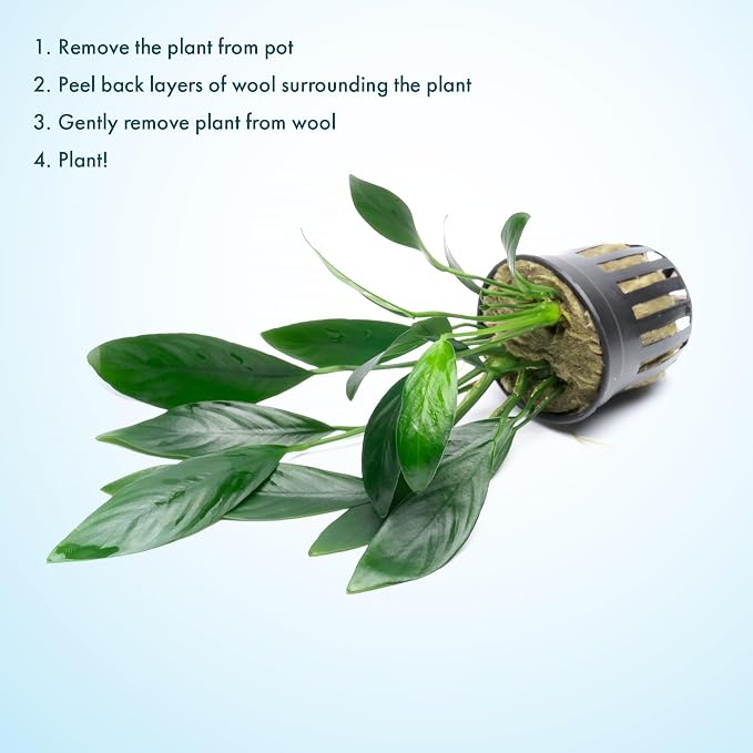 Anubias Live Aquarium Plants - Potted Freshwater Plant for Fish Tanks, Terrariums - Beginner Friendly Low Light (Congensis, 3 Pots)