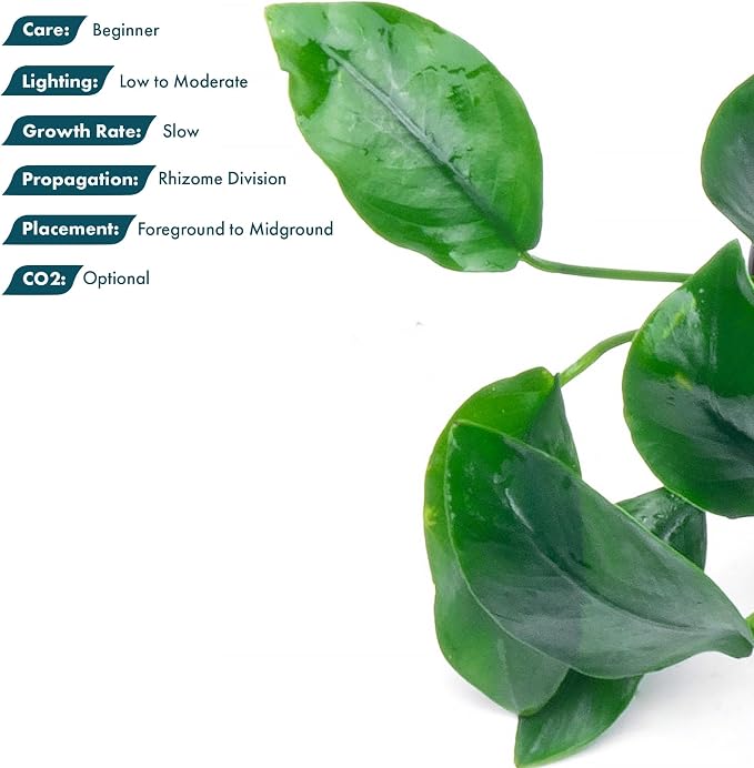 Anubias Nana Live Aquarium Plants - Potted Freshwater Plant for Fish Tanks, Terrariums - Beginner Friendly Low Light (1 Pot)