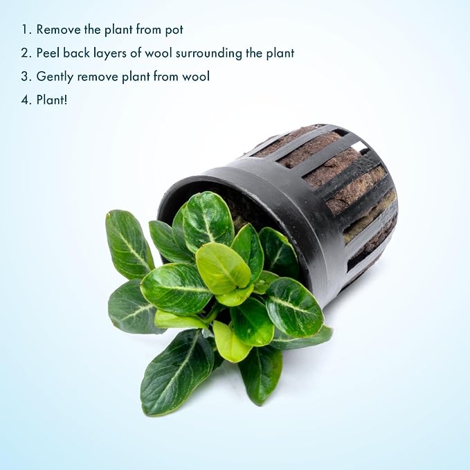 Anubias Live Aquarium Plants - Potted Freshwater Plant for Fish Tanks, Terrariums - Beginner Friendly Low Light (Giant Stardust, 1 Pot)