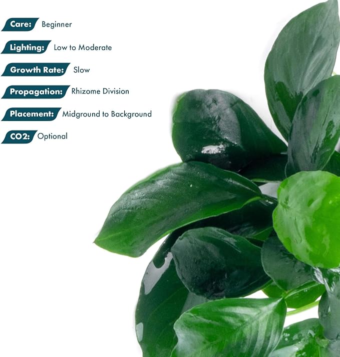 Anubias Live Aquarium Plants - Potted Freshwater Plant for Fish Tanks, Terrariums - Beginner Friendly Low Light (Barteri, 5 Pots)