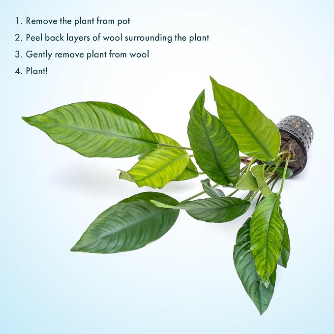 Anubias Live Aquarium Plants - Potted Freshwater Plant for Fish Tanks, Terrariums - Beginner Friendly Low Light (Heterophylla, Mother Plant)