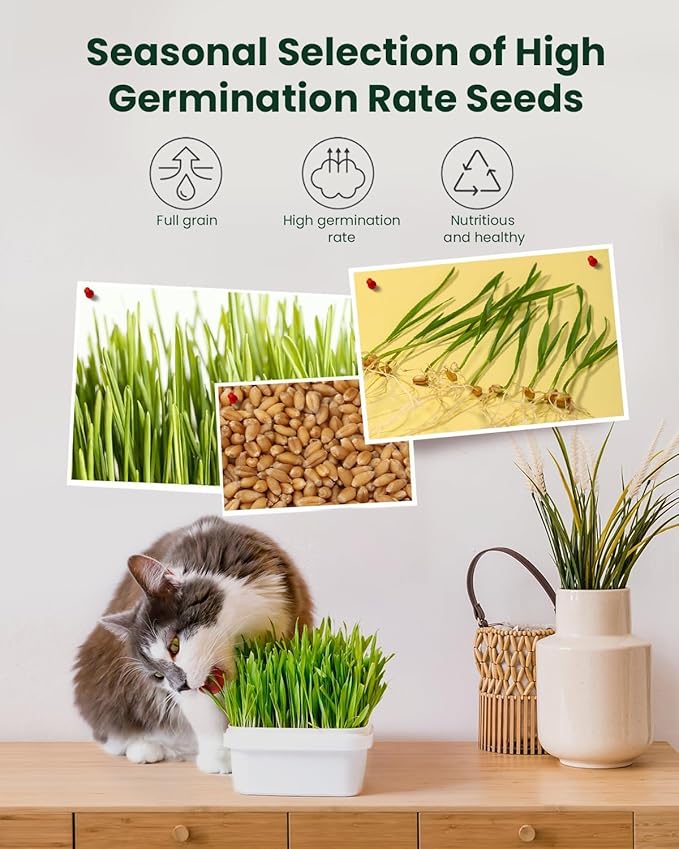 Cat Grass Growing Kit for Indoor Cats – Fast Growing (3-7 Days Harvest), Wheat Seeds, BPA-Free Planter & Soil – Helps Hairball Control, Digestion & Fresh Breath – Green Fresh (3 Pack)