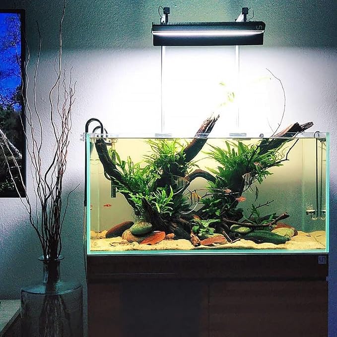 Java Fern Live Aquarium Plants - Freshwater Plant for Fish Tanks - Beginner Friendly, Low Light (Java Fern, Bare Root (5 Pieces))