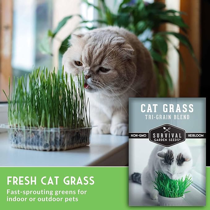 Cat Grass Seeds for Planting – Grow Pet Greens Indoors or Outdoors – Heirloom Non-GMO Tri Grain Blend – Survival Garden Seeds (2 Pack, Seed Only)
