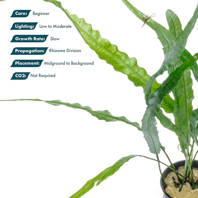 Java Fern Live Aquarium Plants - Potted Freshwater Plant for Fish Tanks - Beginner Friendly, Low Light (Needle Leaf, 1 Pot)