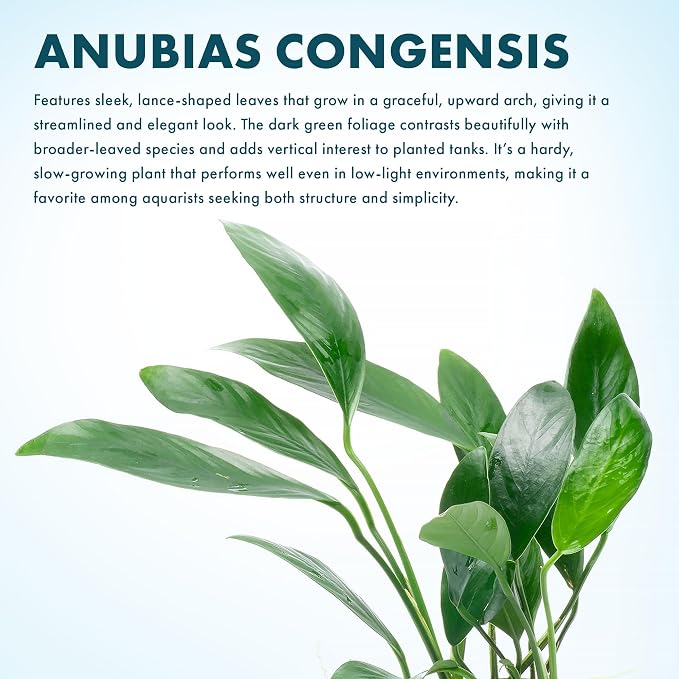 Anubias Live Aquarium Plants - Potted Freshwater Plant for Fish Tanks, Terrariums - Beginner Friendly Low Light (Congensis, 3 Pots)