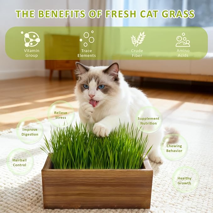 Cat Grass Kit for Indoor Cats with Wooden Planter - 5 Pack Cat Grass & 5 Coconut Soil, Complete Planting Tools, Water Sprayer, Scissors, Bonus Cat Gifts - Natural Wheat Grass for Hairball Control
