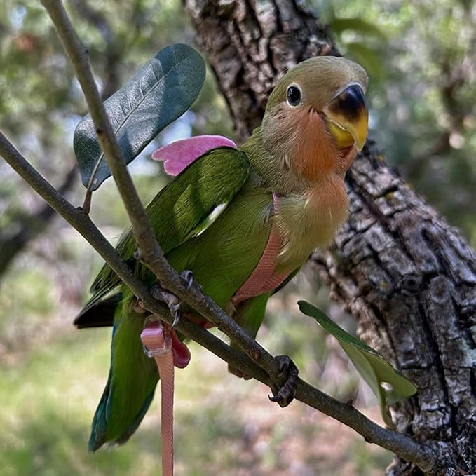 Pet Parrot Bird Harness and Leash, Adjustable Training Design Anti-Bite, Bird Nylon Rope with Cute Wing for Parrots, Suitable for Macaw Cockatoo Cockatiel Lovebird Conure African Grey (Green,L)
