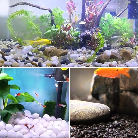 5lbs Black Pebbles for Plants, 2-3 Inch River Rocks for Landscaping | Large High Polished Natural Decorative Stones Vase Filler Fish Tank Aquariums Landscaping Garden Outdoor and Indoor DIY