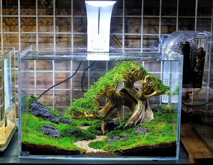 Azil Aquascape Bonsai Driftwood Tree 10” – Premium Natural Aquarium Decor for Fish Tanks, Freshwater Aquariums, Hardscape & Planted Tanks