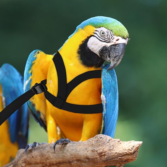 2 pcs Pet Parrot Bird Harness and Leash, Adjustable Training Design Anti-Bite, Outdoor Flying Training Rope Kit for Bird Parrots Fits Birds Chest Between35-62cm /13.78-24.41inch - L (Black)