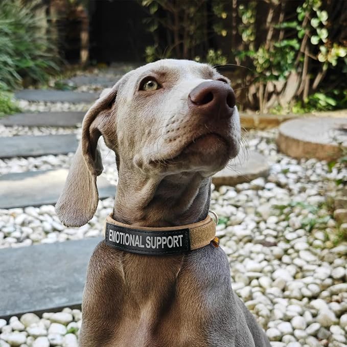 EXCELLENT ELITE SPANKER Nylon Puppy Dog Collar Adjustable Soft Padded Collar Heavy Duty Quick-Release Buckle Lightweight No-Choke for Small Medium Dogs(BLK,XS)