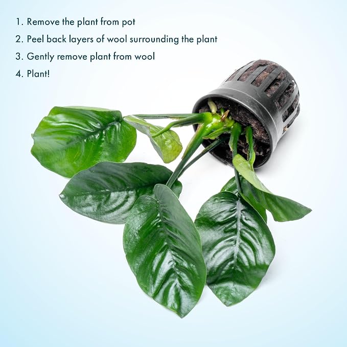 Anubias Live Aquarium Plants - Potted Freshwater Plant for Fish Tanks, Terrariums - Beginner Friendly Low Light (Barteri Butterfly, 3 Pots)