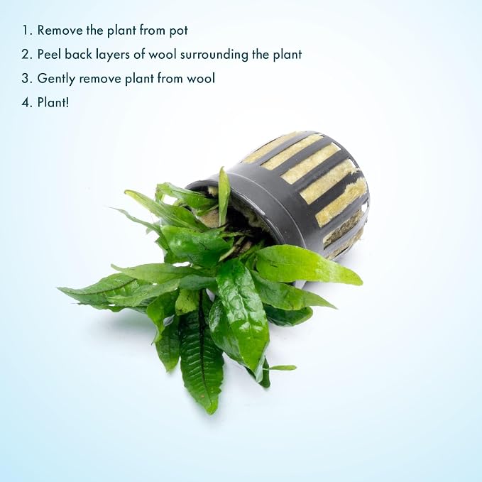 Java Fern Live Aquarium Plants - Potted Freshwater Plant for Fish Tanks - Beginner Friendly, Low Light (Narrow Mini, 5 Pots)