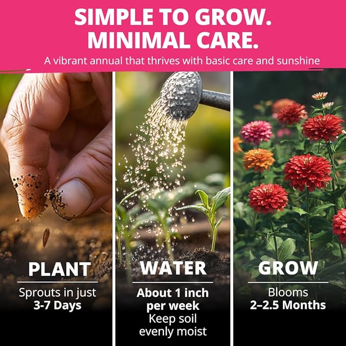 HOME GROWN Zinnia Dahlia Seeds Pack for 2026 Non GMO 524 Flower Seeds | Vibrant Zinnia Elegans for Pollinator Gardens, Borders & Containers | Easy-to-Grow Outdoor Blooms
