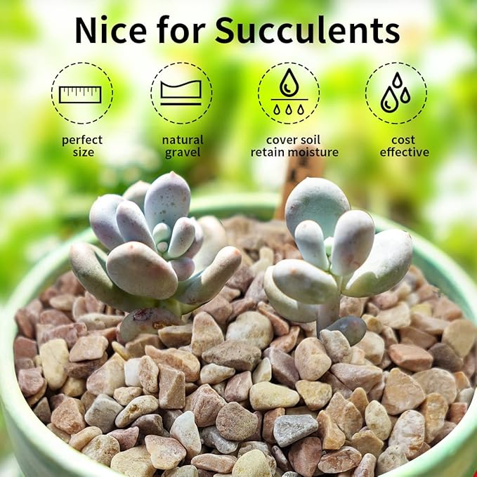 FANTIAN 2 lbs Pea Gravel - 3/8 Inch Small Pebbles Rocks for Indoor Plants, Succulents, Cactus, Fish Tank, Terrarium, Landscaping and Decorative Stones(32 oz, 6-9 mm)