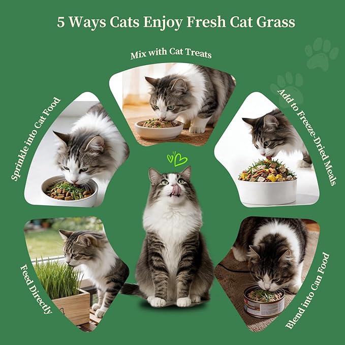 Cat Grass Kit for Indoor Cats - 5 Harvests Wheatgrass Growing Kit with Wooden Planter, Includes 6 Soil Disks, Spray Bottle, Tools & Scissors - Natural Hairball Control for Nipping & Nibbling