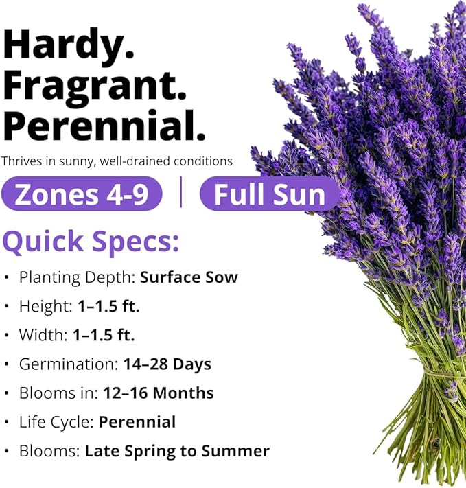 HOME GROWN Non GMO English Lavender Seeds 1,500+ Wildflower Seed for Planting Indoor/Outdoor, High Germination, Plant Flower Seeds (Lavandula antustifolia)