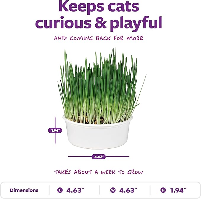 SmartyKat Sweet Greens Organic Oat Grass All-in-One Cat Grass Grow Kit, Easy-to-Grow to Support Digestion & Hairball Reduction