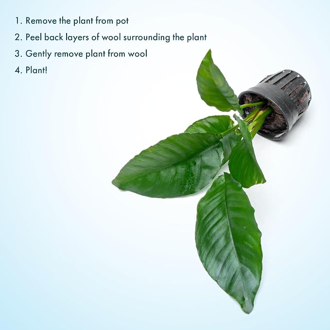 Anubias Live Aquarium Plants - Potted Freshwater Plant for Fish Tanks, Terrariums - Beginner Friendly Low Light (Heterophylla, 1 Pot)