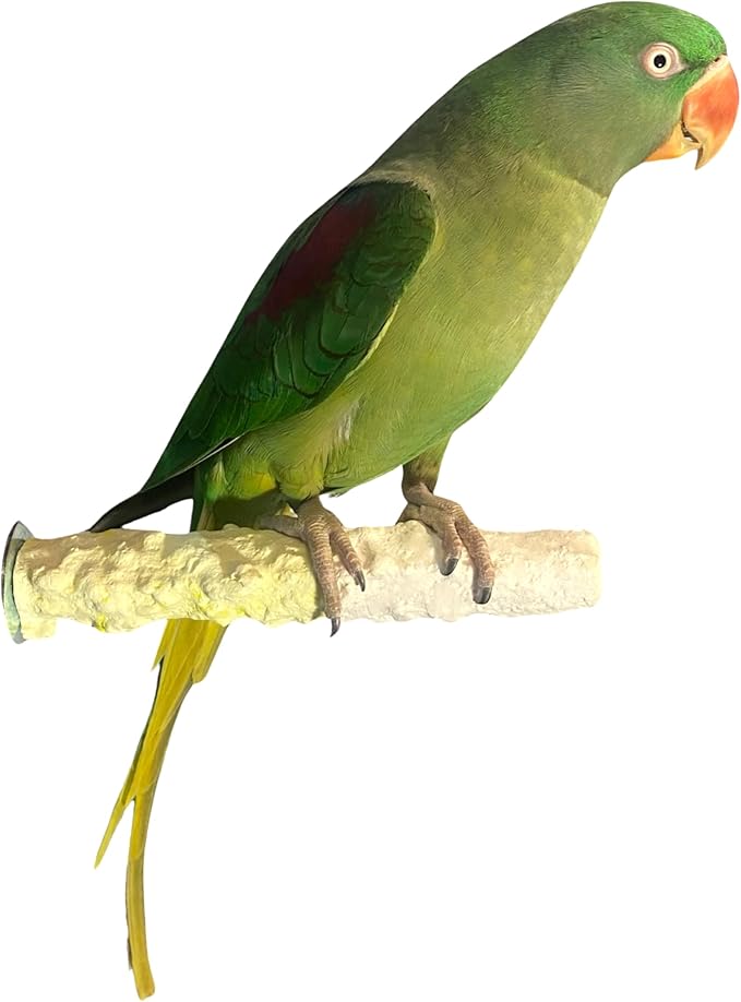Polly's Edible Cuttlebone Calcium Bird Cage Perch for Budgies, Parakeets, Amazons, Blue & Golds, Macaws and Cockatoos.… (Pineapple, Medium)