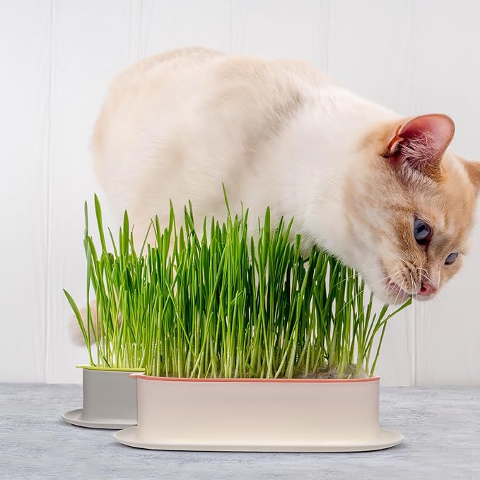 SUPVOX 3pcs Hydroponic Cat Grass Planter Kit, Soilless Wheatgrass Growing Trays for Indoor Cats, Practical Nursery Planters with No Seeds Included