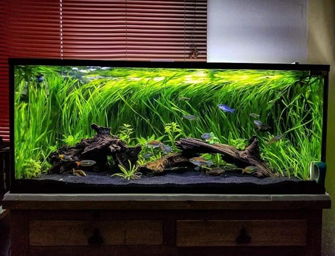 Azil Natural Driftwood 10'' - 15'' Perfect Aquarium Decoration! Ideal for Fish Tanks, Freshwater Aquariums, terrariums, aquascaping, hardscaping,Aquatic Plants.