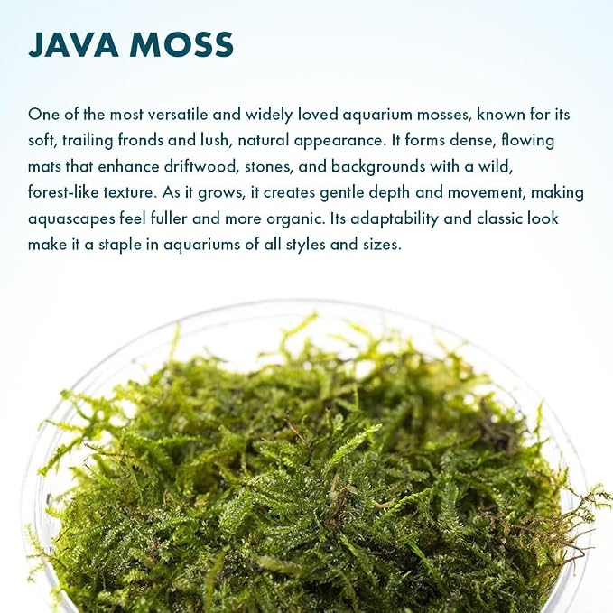 Java Moss Live Aquarium Plant - Freshwater Fish Tank Decorations for Natural Decor (Large Cup)