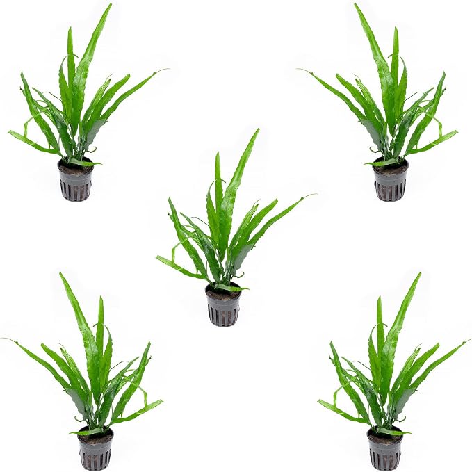 Java Fern Live Aquarium Plants - Potted Freshwater Plant for Fish Tanks - Beginner Friendly, Low Light (Needle Leaf, 5 Pots)
