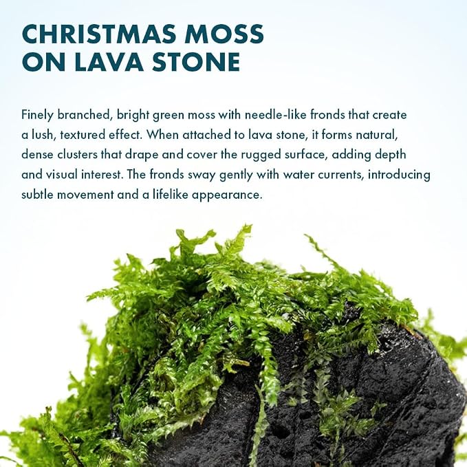 Live Planted Decor - Christmas Moss (Vesicularia montagnei) on Lava Stone - Low Light, Green Accent Freshwater Aquatic Plant, Foreground Aquarium Placement for Aquascaping - 1 Pack
