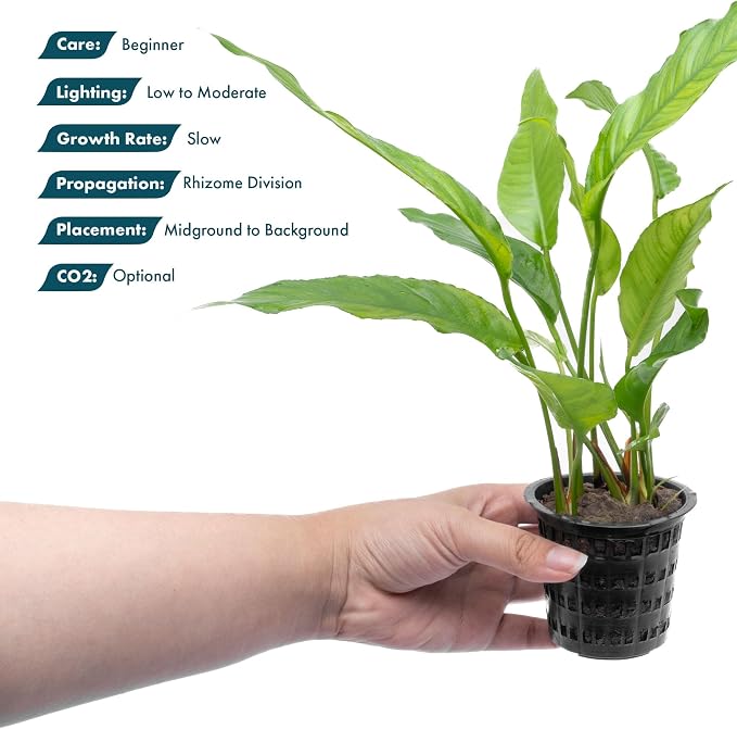 Anubias Live Aquarium Plants - Potted Freshwater Plant for Fish Tanks, Terrariums - Beginner Friendly Low Light (Heterophylla, 1 Pot)