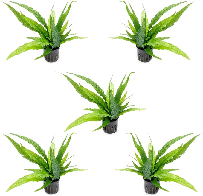 Java Fern Live Aquarium Plants - Potted Freshwater Plant for Fish Tanks - Beginner Friendly, Low Light (Java Fern, 5 Pots)