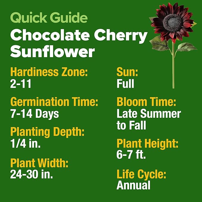 HOME GROWN Chocolate Cherry Sunflower Seeds – 150 Heirloom Non-GMO Seeds – Burgundy Sunflowers for Planting – Tall Garden Flowers that Attract Pollinators & Butterflies (Helianthus annuus)