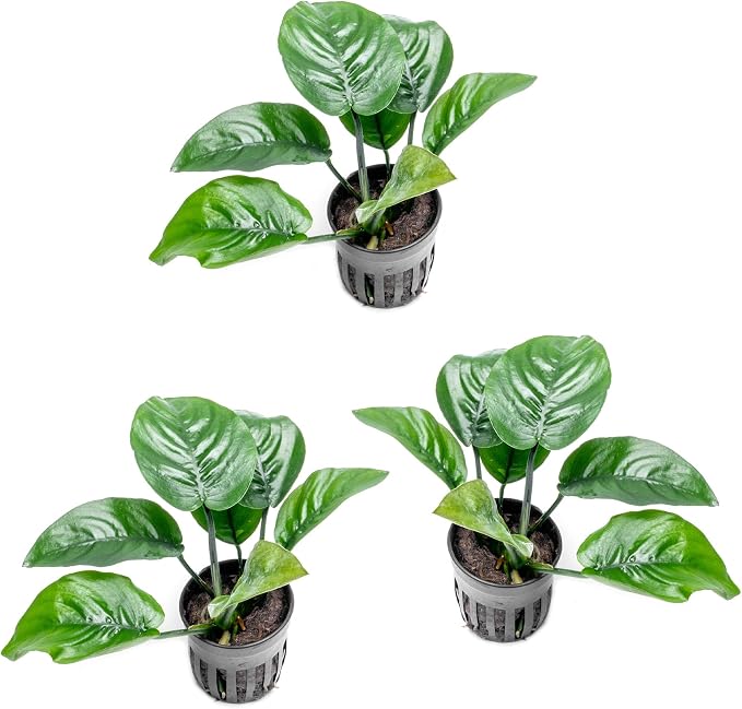 Anubias Live Aquarium Plants - Potted Freshwater Plant for Fish Tanks, Terrariums - Beginner Friendly Low Light (Barteri Butterfly, 3 Pots)