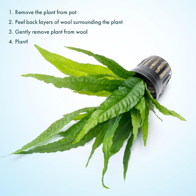 Java Fern Live Aquarium Plants - Potted Freshwater Plant for Fish Tanks - Beginner Friendly, Low Light (Java Fern, 3 Pots)