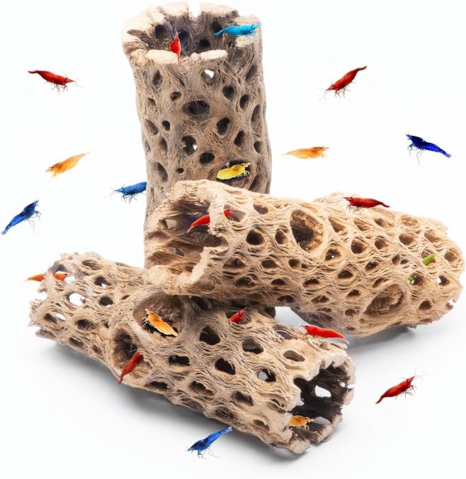 Natural Cholla Wood - Driftwood for Aquariums, Air Plant Base, Hermit Crab and Freshwater Shrimp Hideout, Fish Tank Decoration, Chinchilla Chews, Reptile Habitat Wood - 4 Inch, 1pc