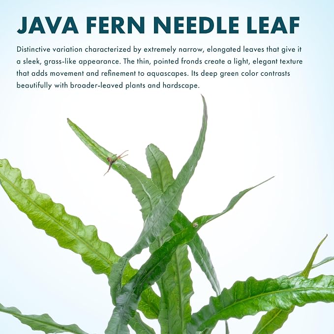 Java Fern Live Aquarium Plants - Potted Freshwater Plant for Fish Tanks - Beginner Friendly, Low Light (Needle Leaf, 1 Pot)