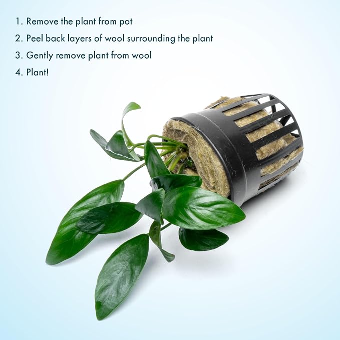Anubias Live Aquarium Plants - Potted Freshwater Plant for Fish Tanks, Terrariums - Beginner Friendly Low Light (Congensis Mini, 5 Pots)