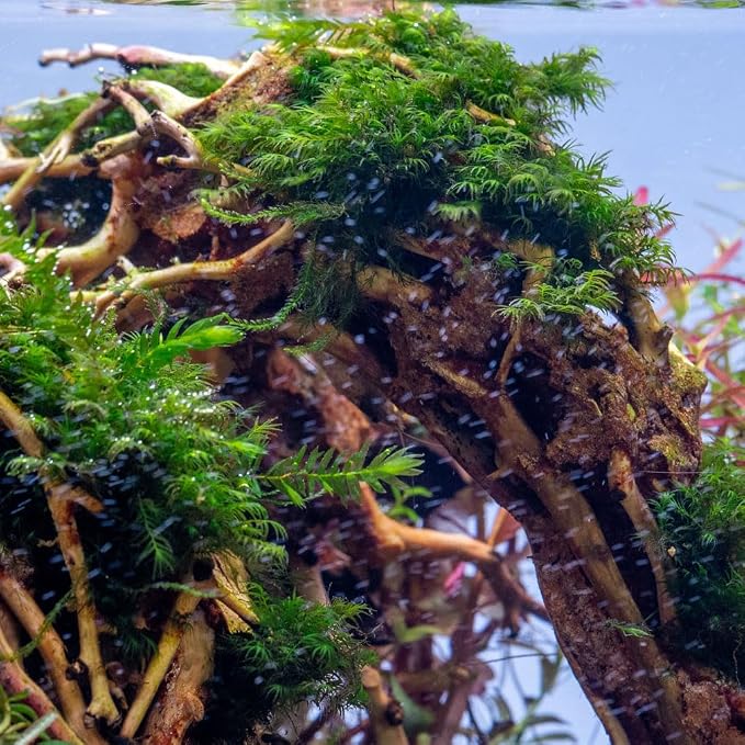 Live Aquarium Plants on Driftwood, Lava Rock, Moss, Fiber Mat - Freshwater Fish Tanks - Easy, Beginner Friendly (Fissidens Fontanus, (One Golfball))