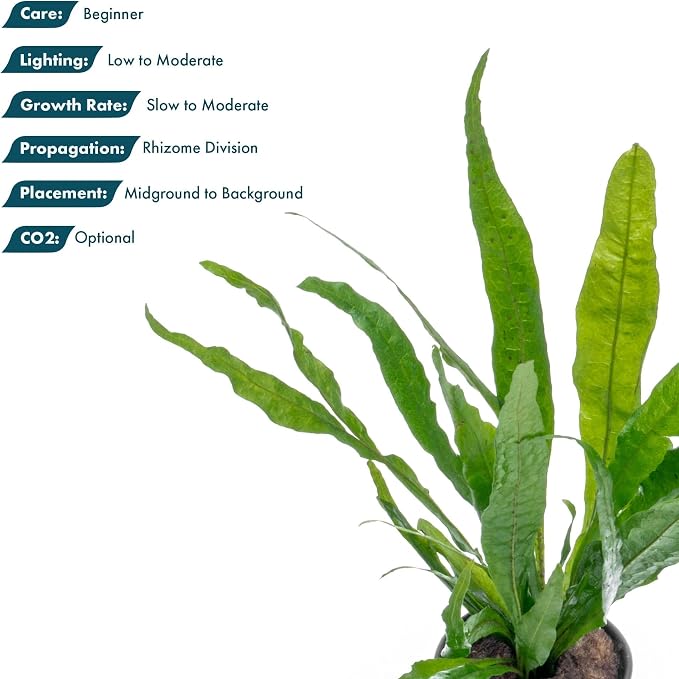 Live Plants - Microsorum Pteropus ‘Narrow’ (Microsorum pteropus) - Low to Medium Light, Deep Green Accent Aquatic Epiphytic Plant, Midground to Background Placement - Pot, 1 Pack